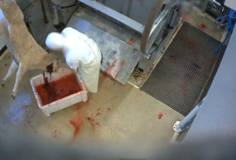 Scandale : Encore un cas de maltraitance animale dans deux abattoirs français